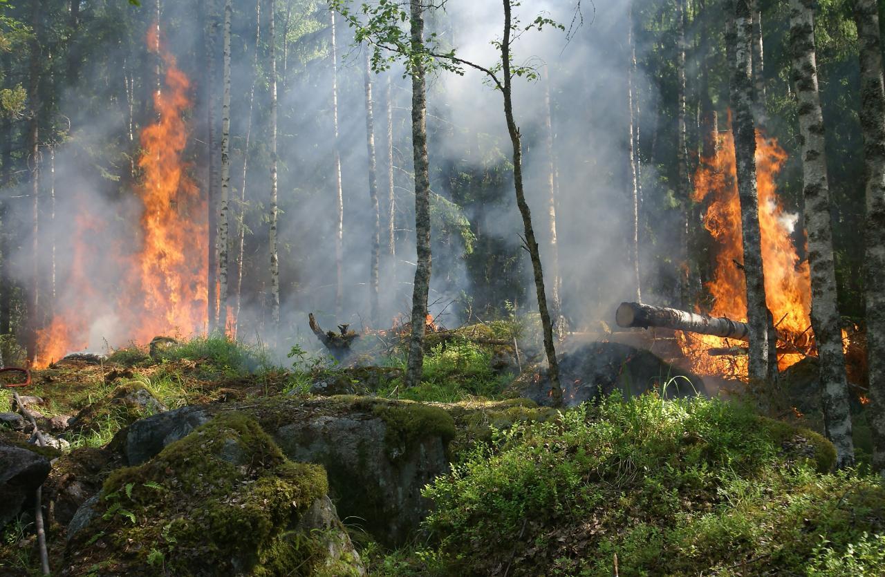 太阳能与智能技术的青禾智造森林防火宣传杆——保障森林生命安全